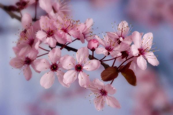 Close-up of cherry blossoms or sakura